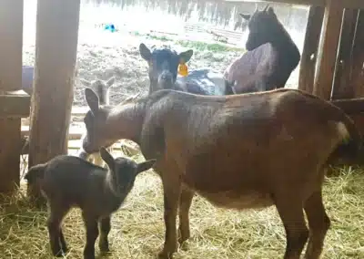 agriturismo-con-animali-salsomaggiore-terme